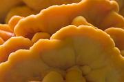 01ED0067 Laetiporus sulphureus Copyright Mike Read